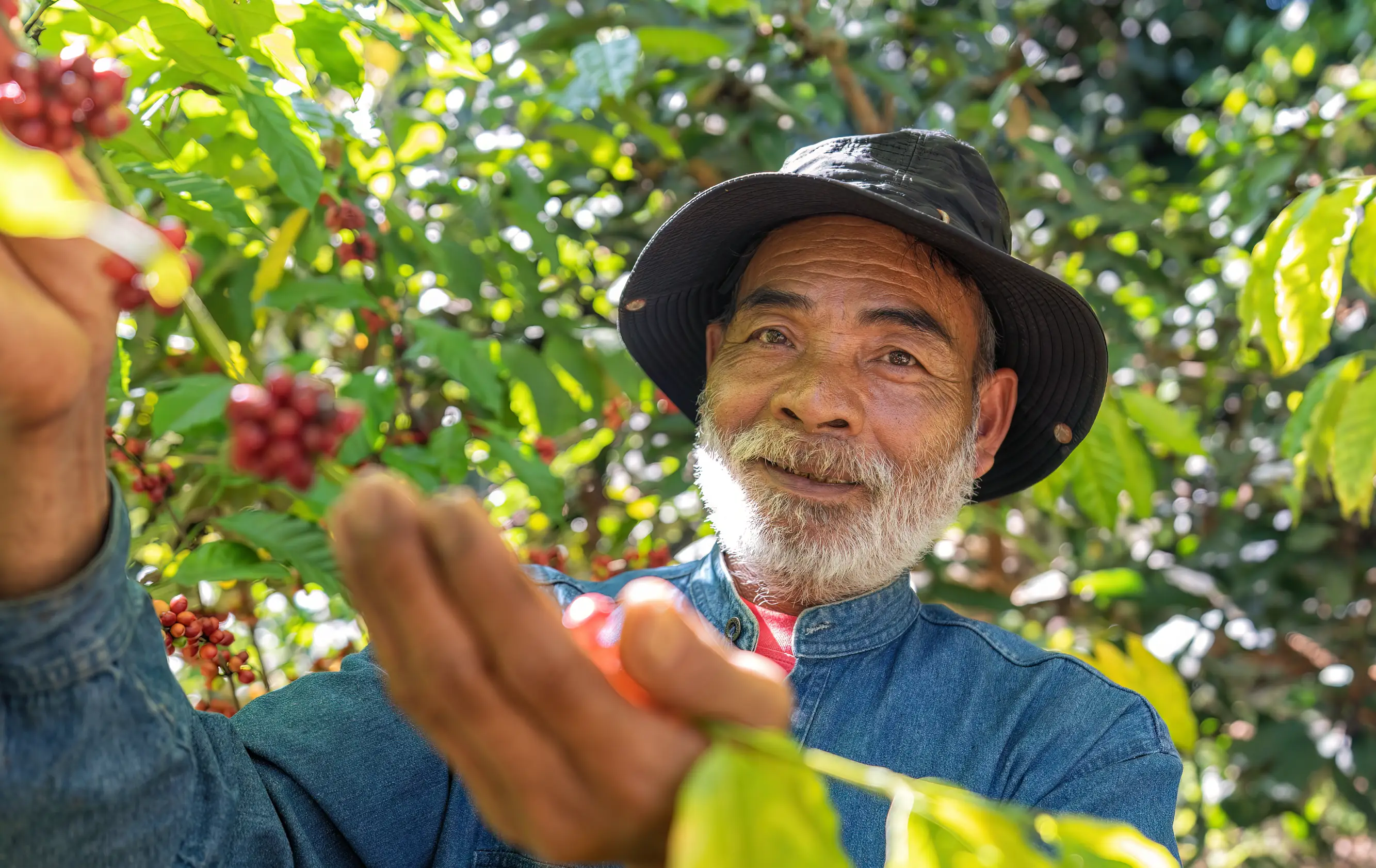 Agricultor cosechando frutas